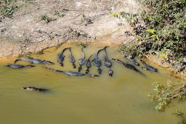 istock Alligators of Mato Grosso 1205790262