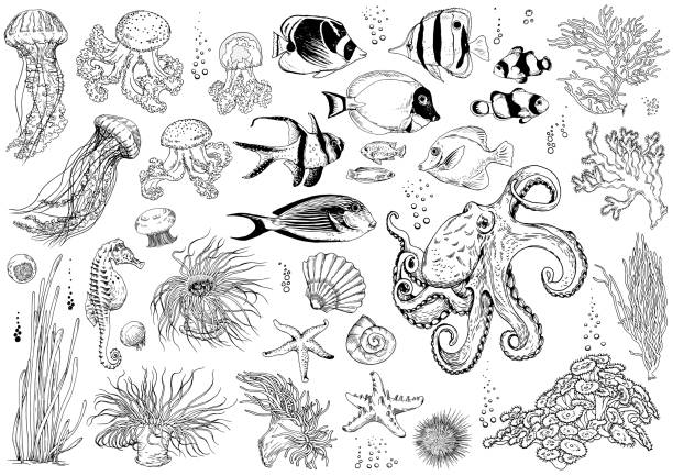 illustrations, cliparts, dessins animés et icônes de ensemble de créatures sous-marines, de coraux et de poissons tropicaux. - starfish underwater sea fish