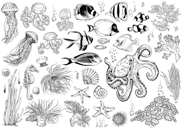 Set of underwater creatures, corals and tropical fishes. Big set of underwater creatures, corals and tropical fishes. Black and white liner drawing. Vector illustration isolated on white. underwater exploration stock illustrations