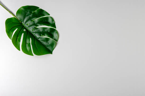 istock Creative layout made of green tropical leaves on white background. Minimal summer exotic concept. Copy space. 1205792154