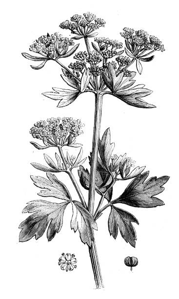 ilustrações, clipart, desenhos animados e ícones de ilustração antiga de botânica: lovage (levisticum officinale) - levisticum officinale