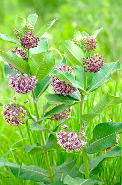 Milkweed in Livestock Operations: What It's Trying to Tell You