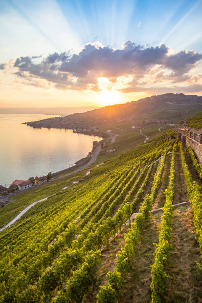istock Vineyards in Lavaux region, Switzerland 1205798238
