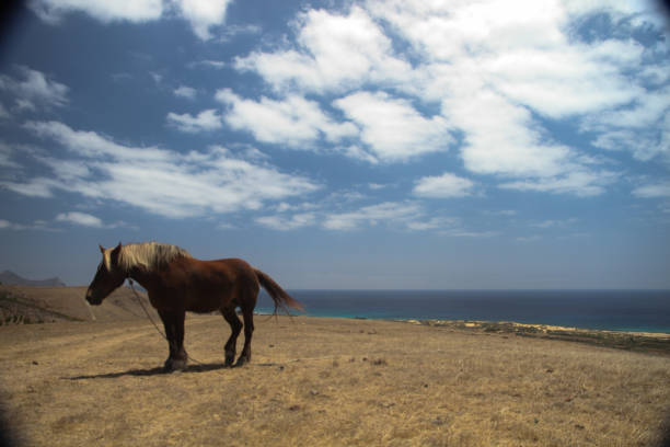 istock horse country 1205799567