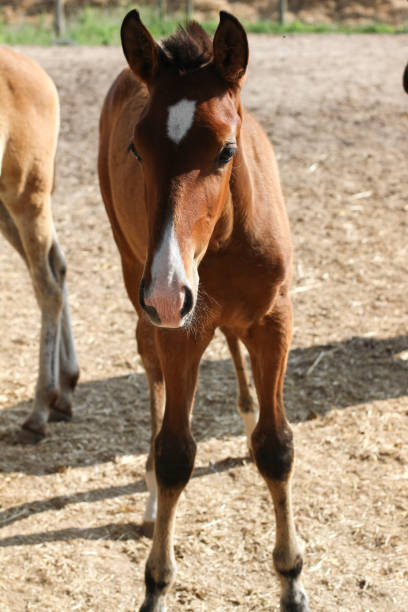 istock horse country 1205799599