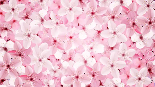 Vector illustration of Blossoming pink sakura flowers background. Beautiful print
