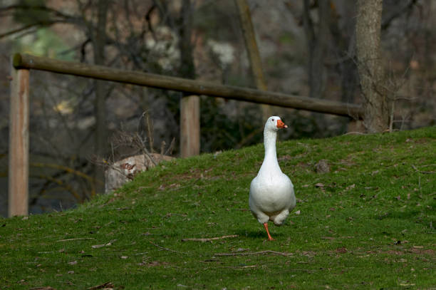 istock Geese on the shore of a lake 1205800655