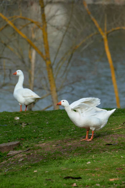istock Geese on the shore of a lake 1205800695