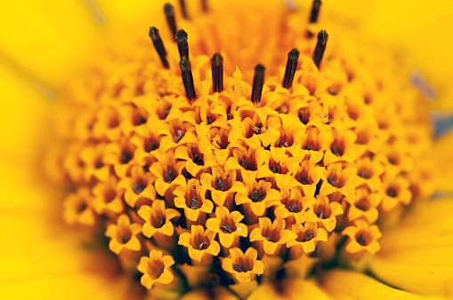 Close up of florets of ox-eye or false sunflower, Heliopsis helianthoides, Wisconsin, USA.