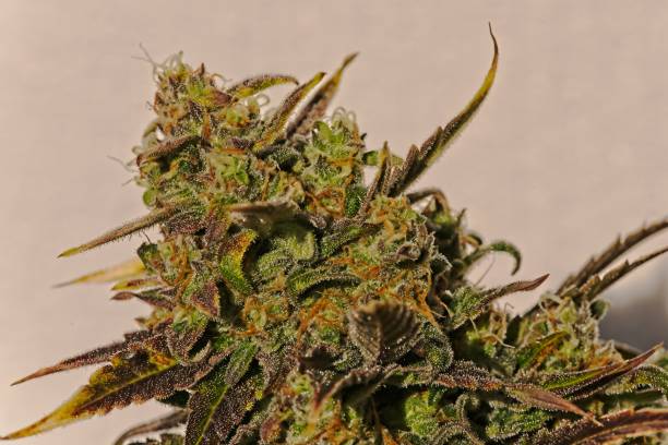 istock Cannabis plant sparkling in sun 1205801707