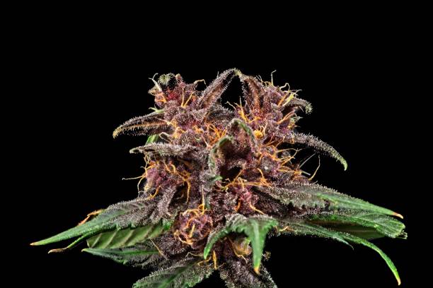 istock Nice purple cannabis bud with  leaves. 1205801710