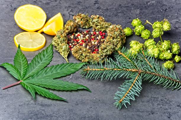 cannabis bud and leaf with hoppy, pepper, lemon and fir needles - fir tree coniferous tree needle tree imagens e fotografias de stock