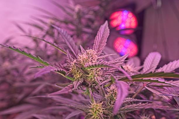 istock Cannabis bud on growing plant 1205801784