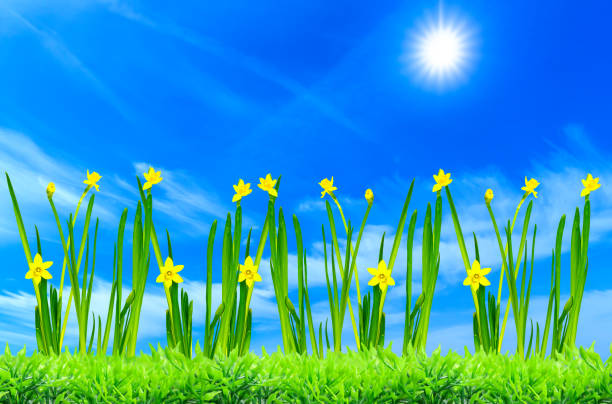 immagine di sfondo di narcisi gialli contro un cielo blu con sole - 11206 foto e immagini stock
