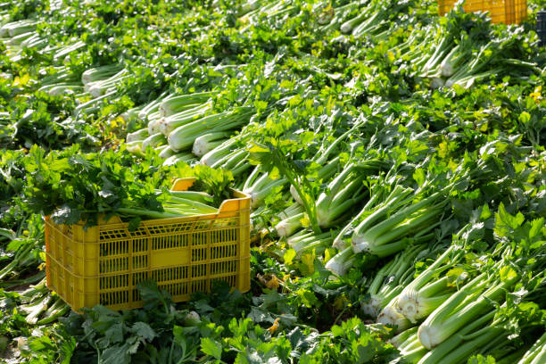 istock Crop of celery on farm field 1205803681