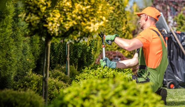 istock Seasonal Garden Trees Trimming. 1205804671