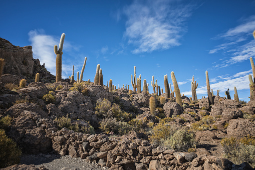 Cactus field over incahuasi island in Uyuni in Uyuni, Potosi Department, Bolivia