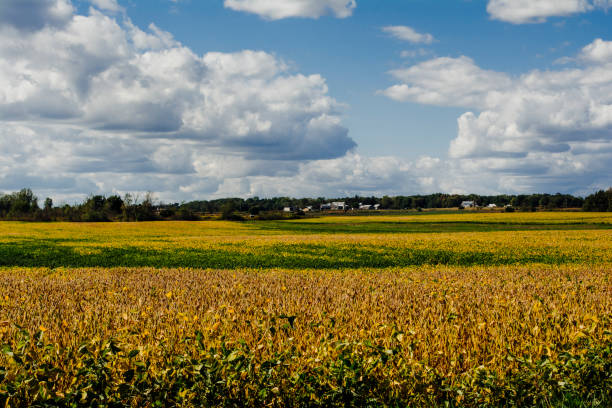 Ripening Soybean Field in Southern Michigan on a Cloudy Day Ripening Soybean Field in Southern Michigan on a Cloudy Day in Hillsdale, MI, United States michigan farmland stock pictures, royalty-free photos & images