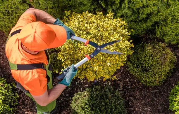 Photo of Gardener Plants Shaping Work