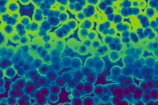 forma de la célula bacteriana: cocci, bacilos, bacterias de la espirilla - mrsa infectious disease bacterium science fotografías e imágenes de stock