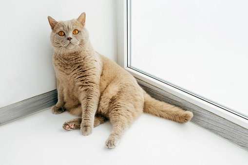 lilac british cat sits like a man on a light background