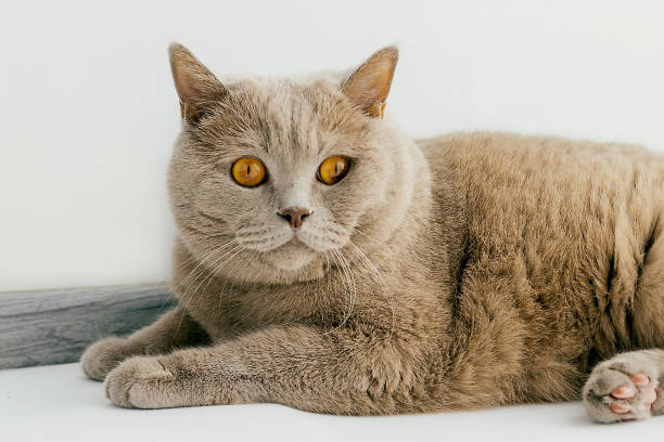 istock Lilac British cat lying on the windowsill. 1205807243