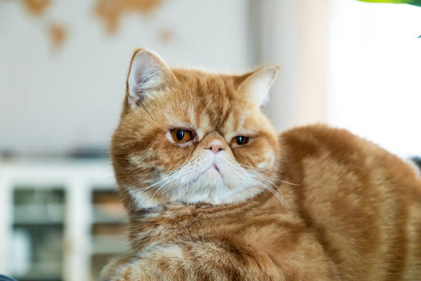 gato exótico persa - gato de pelo corto fotografías e imágenes de stock