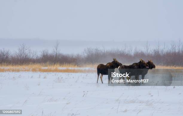 3 Point Moose Three Moose Stock Photo - Download Image Now - Moose, Winter, Animal ...