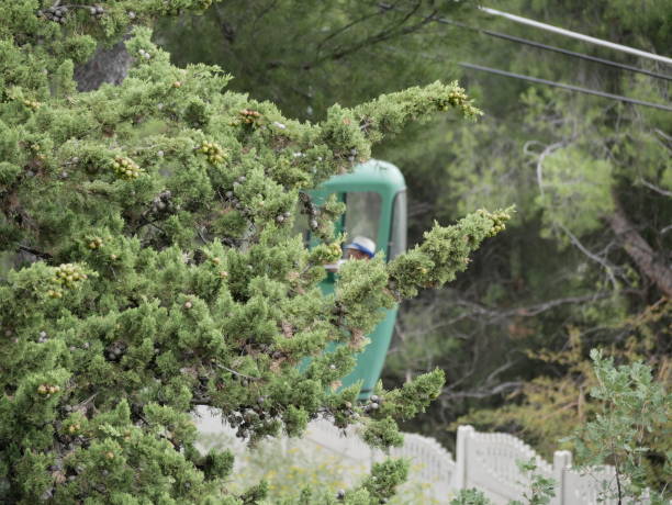 A two person lift cab is lifted on a cable against a background of green coniferous trees on a Sunny summer day
