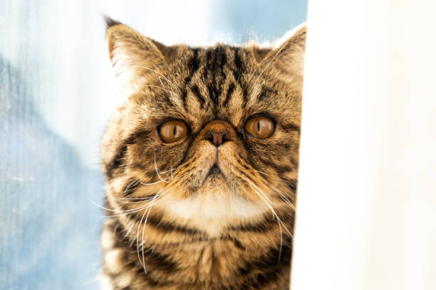 istock Persian Exotic Cat Behind CurtainLooking 1205807811