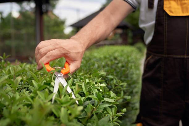 istock Male hands cutting bushes with small scissors. 1205808706