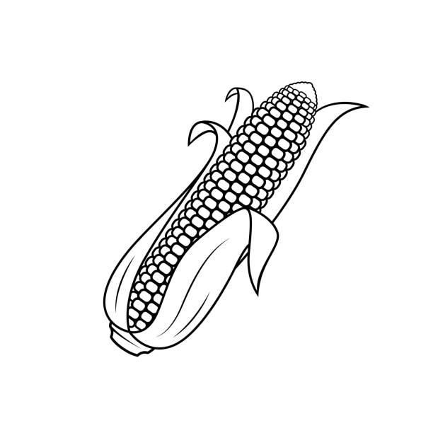 illustrazioni stock, clip art, cartoni animati e icone di tendenza di illustrazione vettoriale di mais isolato su sfondo bianco. per i bambini libro da colorare. - corn corn crop corn on the cob food