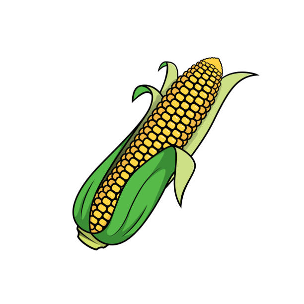 Vector illustration of Corn isolated on white background. Vector illustration of Corn isolated on white background. chowder stock illustrations