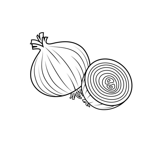 ilustrações, clipart, desenhos animados e ícones de ilustração vetorial de cebola isolada no fundo branco para crianças colorindo livro. - onion