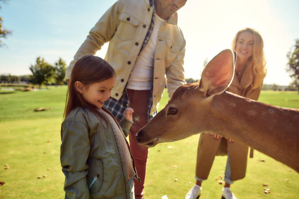Exploring the world. Cute girl watching and feeding young dappled deer with food while spending great time with her family in zoo
