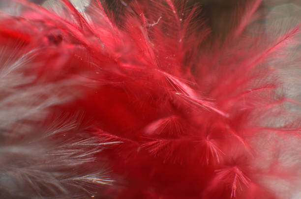 istock The delicate feathers of the birds 1205809575