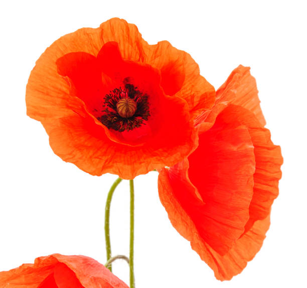 istock Red poppy flower. 1205810682