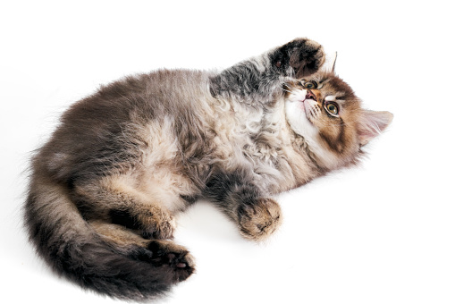 View from above of small cute grey shorthair tabby kitten lying on back. Fluffy baby cat with adorable paws showing belly on white studio background. Concept of pets, animals.