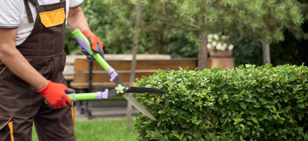 istock Incognito man cutting overgrown bushes. 1205811776