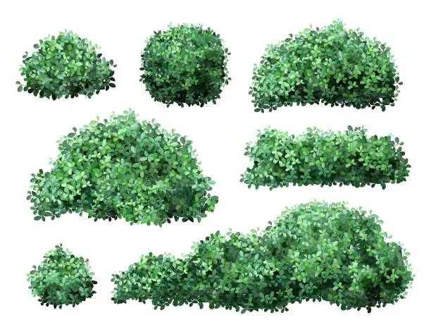 Vector illustration of Realistic garden shrub. Nature green seasonal bush, boxwood, floral branches and leaves, tree crown bush foliage. Garden green fence vector illustration set