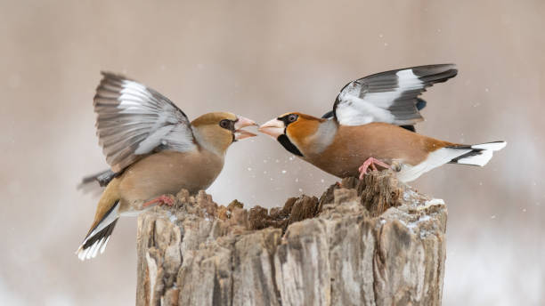 istock Hawfinch Coccothraustes coccothraustes. Two birds are fighting on a feeder in the forest 1205812800