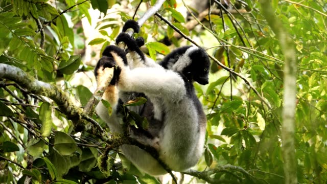 Indri Indri