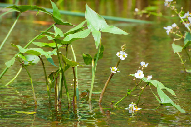 istock broadleaf arrowhead, Sagittaria latifolia 1205814533