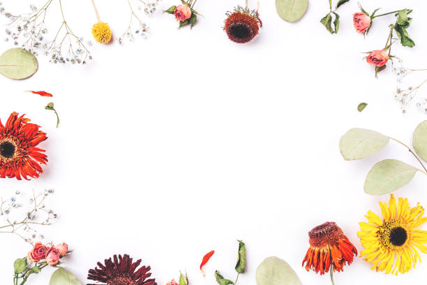 istock Frame of dry flowers on white background. 1205815342