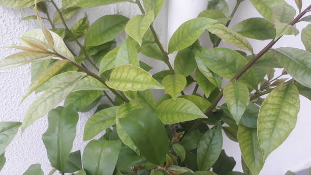 istock ora pro nobs green leaves 1205817338
