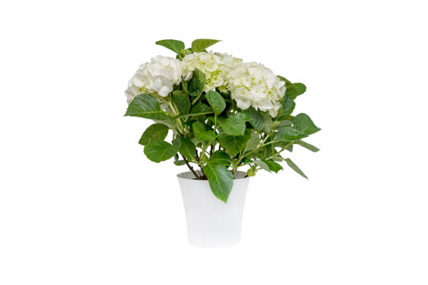 beautiful white hydrangea in flower pot isolated on white background - hydrangea white flower flower bed imagens e fotografias de stock