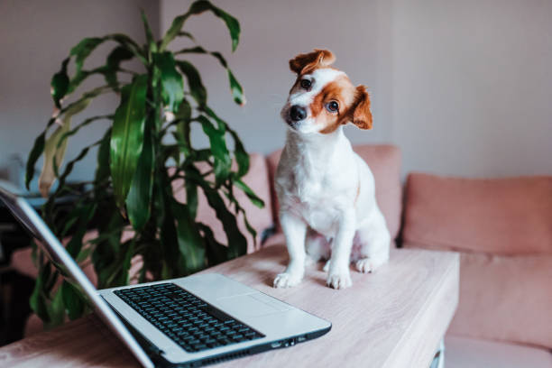 istock cute jack russell dog working on laptop at home. Technology concept 1205818794