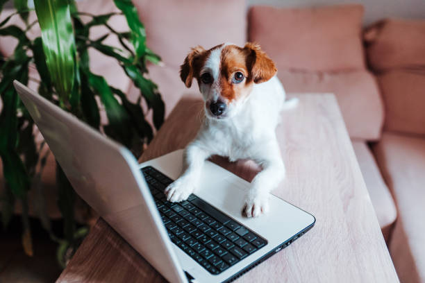 istock cute jack russell dog working on laptop at home. Technology concept 1205818807