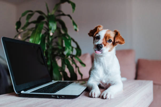 istock cute jack russell dog working on laptop at home. Technology concept 1205818823
