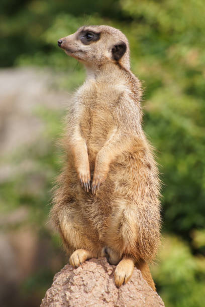 istock A cute meerkat on the lookout 1205819733